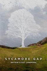 Khoảng Trống Sycamore: Di Sản Mất Đi Của Nước Anh